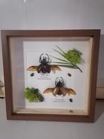 Taxidermy, Verzamelen, Dierenverzamelingen, Verzenden, Nieuw, Insect, Opgezet dier