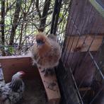 Laatste 2 zijdehoenders, Dieren en Toebehoren, Geslacht onbekend, Kip