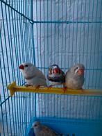 Top kwaliteit kweekrijpe zebravinken te koop, Dieren en Toebehoren, Vogels | Overige Vogels
