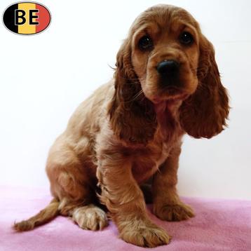 Engelse Cocker (rood en zwart) Belgische pups beschikbaar voor biedingen