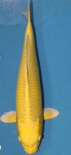 Yamabuki 55cm, Dieren en Toebehoren, Vissen | Vijvervissen, Karper of Koi