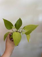 Epipremnum neon, Enlèvement ou Envoi