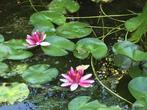 Waterlelies, Tuin en Terras, Vijvers, Ophalen