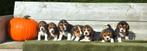 Prachtige Beagle pupjes, Dieren en Toebehoren, België, Beagle, CDV (hondenziekte), 8 tot 15 weken