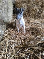 Jack russell, Dieren en Toebehoren, Honden | Jack Russells en Terriërs, België, Reu, CDV (hondenziekte), Eén hond