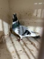 Serbiesch duif, Dieren en Toebehoren