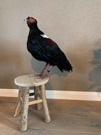 Opgezette Swinhoe’s fazant, Collections, Collections Animaux, Enlèvement ou Envoi, Utilisé, Oiseaux, Animal empaillé