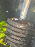 Koi guppys, Dieren en Toebehoren, Vissen | Aquariumvissen, Vis, Zoetwatervis