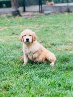 De très beaux chiots Golden Retriever belges sont disponible, Golden retriever, Plusieurs, Parvovirose, Belgique