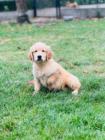 De très beaux chiots Golden Retriever belges sont disponible