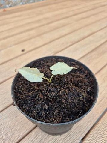 alocasia macrorrhiza variegata (full moon) beschikbaar voor biedingen