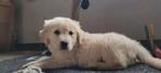 Golden retriever pups geboren en opgroeiend in huis, Dieren en Toebehoren, Golden retriever, België, Fokker | Hobbymatig, CDV (hondenziekte)