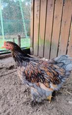 Cochin kriel haantje, Dieren en Toebehoren