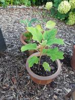 diverse tuinplanten, hortensia, acer, Tuin en Terras, Ophalen, In pot, Overige soorten, Minder dan 100 cm