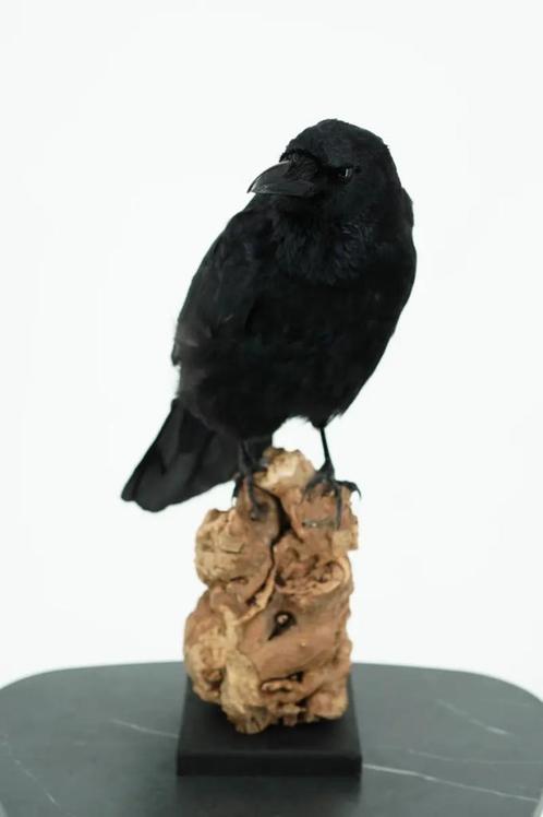 Opgezette Kraai - Wildernis Atelier, Verzamelen, Dierenverzamelingen