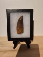 XL Carcharodontosaurus 8,5 cm, Ophalen of Verzenden