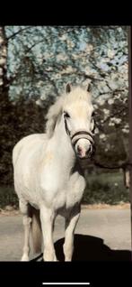 Welsh C - springpony - schimmel, Dieren en Toebehoren, Gechipt, Ruin, Springpony, C pony (1.27m tot 1.37m)