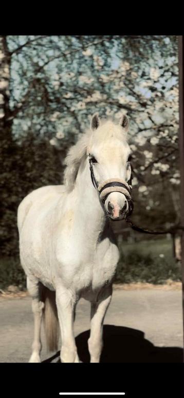 Welsh C - springpony - schimmel beschikbaar voor biedingen