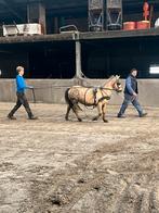 Welsh palomino merrie van 2009, Poney B (1.17 m à 1.27 m), Ne s'applique pas, Jument, 11 ans ou plus