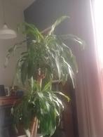 Plant, Huis en Inrichting, Kamerplanten, Ophalen, Palm, Halfschaduw, Minder dan 100 cm