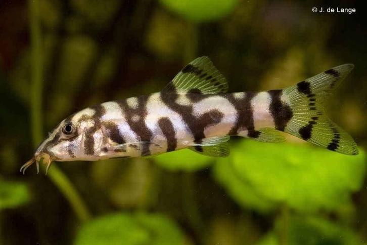 Aquariumvissen divers, Dieren en Toebehoren, Vissen | Aquariumvissen, Zoetwatervis, Vis