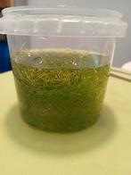 Riccia fluitans, Dieren en Toebehoren, Vissen | Aquaria en Toebehoren, Ophalen, Plant(en), Steen of Hout