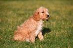 Chiot Cockapoo à vendre (femelle), Chienne, Belgique, Taille moyenne, Un chien