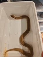 Haakneus super conda purple line, Dieren en Toebehoren, Reptielen en Amfibieën, Slang, Tam, 0 tot 2 jaar
