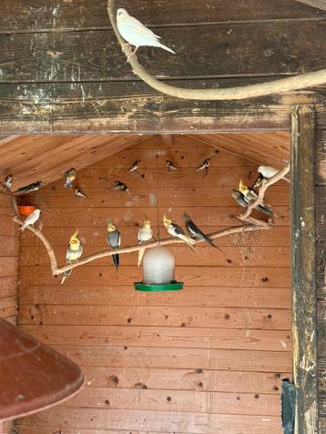 Á laisser 2 couples dé Calopsitte