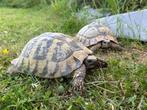 Tortue Hermann boetgeri femelle reproductrice, Dieren en Toebehoren, Reptielen en Amfibieën, Schildpad