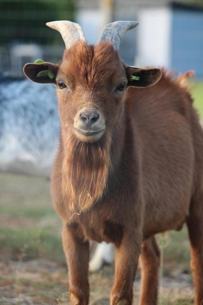 Mini-dwerggeit bokje, Animaux & Accessoires, Moutons, Chèvres & Cochons, Chèvre, Mâle, 0 à 2 ans