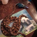 Koppel python regius 1.0  man 0.1  vrouw, Animaux & Accessoires, Reptiles & Amphibiens, Serpent, Domestique, 0 à 2 ans