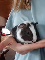 2 gladhaar cavia's, Dieren en Toebehoren, Knaagdieren, Cavia