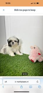 Shih Tzu, 15 weken tot 1 jaar, Overige rassen, Buitenland, Meerdere