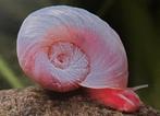 Posthoorn slak - ramshoorn, Animaux & Accessoires, Poissons | Poissons d'aquarium, Escargot ou Mollusque, Poisson d'eau douce