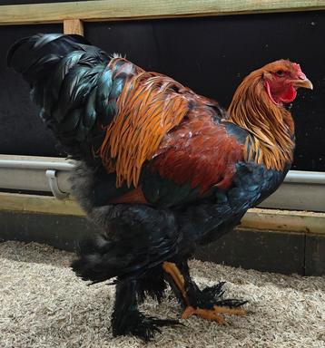 Brahma meerzomig patrijs haan of koppel  beschikbaar voor biedingen