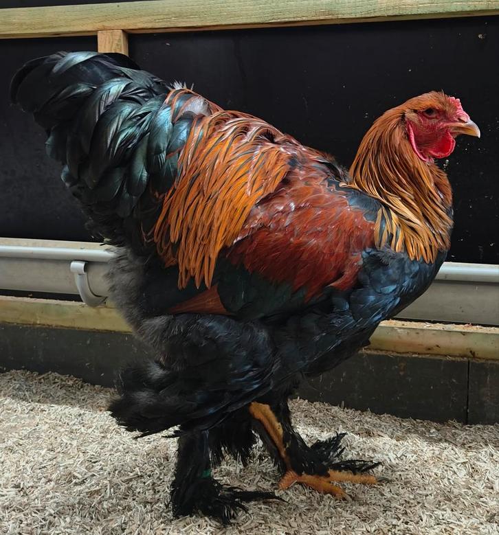 Brahma meerzomig patrijs haan of koppel, Dieren en Toebehoren, Pluimvee