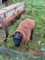 Schaap ooi te koop, Dieren en Toebehoren, Schaap