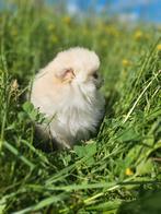 Pomeriaan / pom / pomeranian / Poméranie, Dieren en Toebehoren, België, Keeshond, CDV (hondenziekte), 8 tot 15 weken