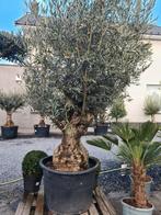 Olijfboom Olea Europaea Bonsai, Tuin en Terras, Ophalen, Olijfboom