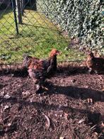 brahma hanen, Dieren en Toebehoren, Pluimvee, Mannelijk, Kip
