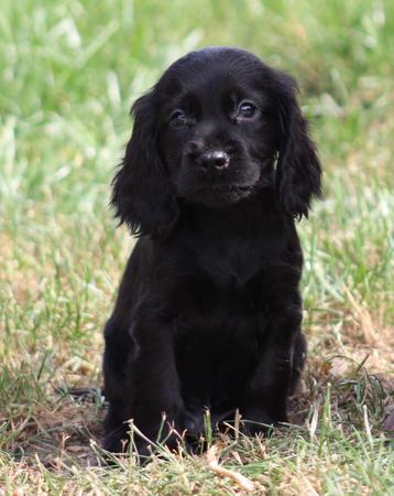 Engelse Cocker pups beschikbaar voor biedingen