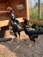 Shamo(hint) koppel 90 euro!!, Dieren en Toebehoren