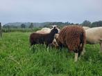 Eli Lamb âgé de 3 mois, Mouton, Femelle, 0 à 2 ans
