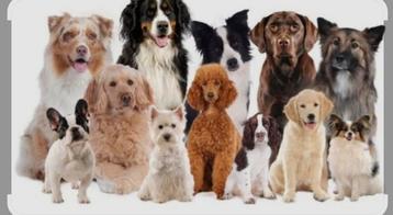 Honden.. katten..en kleine huisdierenoppas 🐾🐾🐾🐾 🐾🐶🐺🐁 beschikbaar voor biedingen