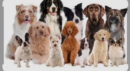 Honden.. katten..en kleine huisdierenoppas 🐾🐾🐾🐾 🐾🐶🐺🐁, Dieren en Toebehoren, Honden-accessoires, Zo goed als nieuw, Ophalen of Verzenden