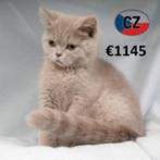 Britse Kortharen - kittens te koop, Meerdere dieren, Gechipt, 0 tot 2 jaar