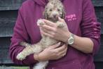 Poedel pups mooi klein blijvend, Poedel, België, 8 tot 15 weken, CDV (hondenziekte)