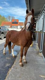 Welsh, C pony (1.27m tot 1.37m), 11 jaar of ouder, Tuigpony, Gechipt