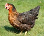 Leghorn legkippen - direct eitjes - 0472/51.09.71, Dieren en Toebehoren, Kip